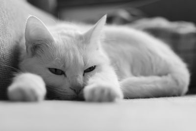 Close-up of cat sleeping at home