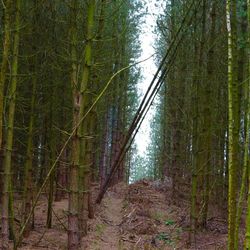 Trees in forest