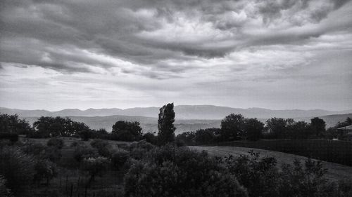 Trees on field against sky
