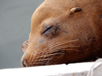 Close-up of seal sleeping