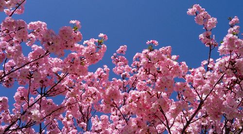 Japanese cherry blossom