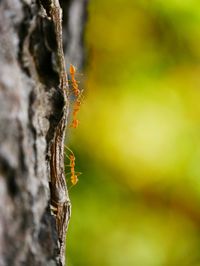 Close-up of insect on tree trunk