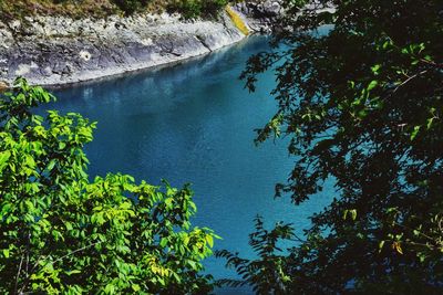 High angle view of trees by lake