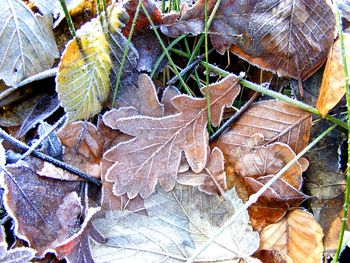 Full frame shot of autumn leaves