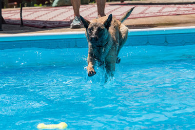 Dog jumping in swimming pool