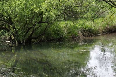 Scenic view of lake in forest