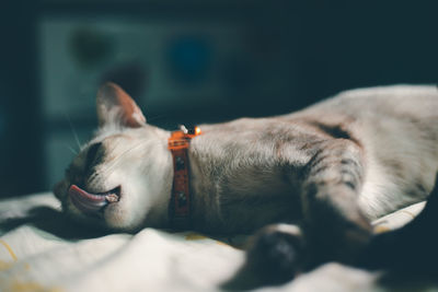 Close-up of a dog sleeping