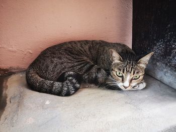 Portrait of tabby cat