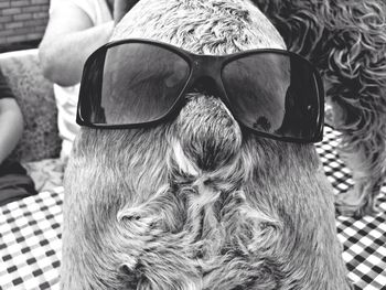 Close-up of dog wearing sunglasses