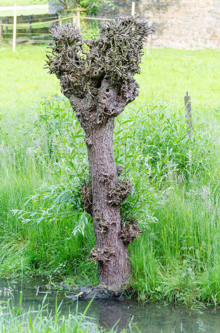 TREE TRUNK ON FIELD