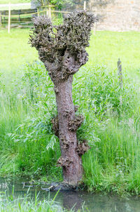 Tree trunk on field by lake