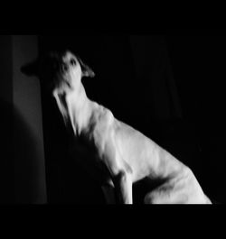 Close-up of dog