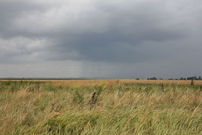 Scenic view of field against sky