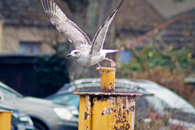 Seagull flying by yellow metallic bollard