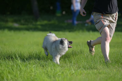 Low section of dog on field