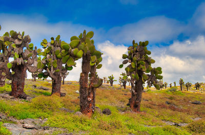 Trees on field against sky