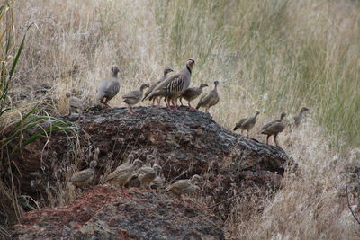 Birds perching on a land