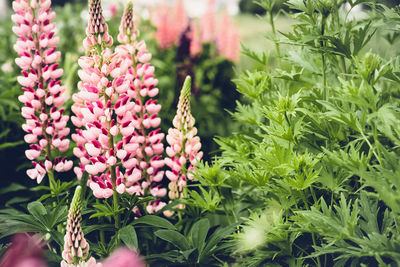 Summer background with blooming bright pink lupine flowers. beautiful nature scene. moody bold color