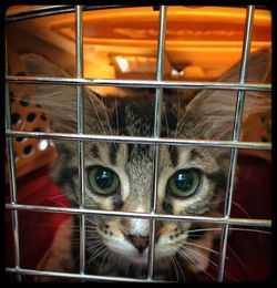 Portrait of tabby kitten in cage