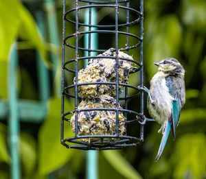 Close-up of bird perching on feeder