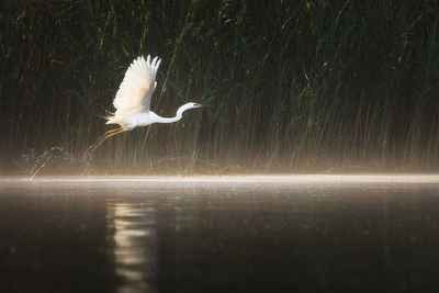 Gray heron in lake