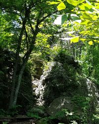 Low angle view of trees in the forest