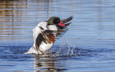 Close-up of duck swimming in lake