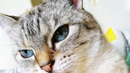 Close-up of a cat looking away
