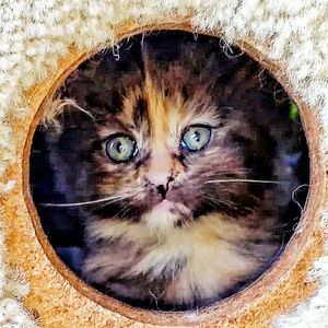 Close-up portrait of cat