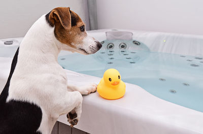 Side view of dog standing by bathtub in bathroom