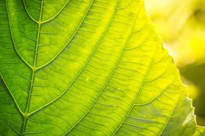 Close-up of fresh green leaf