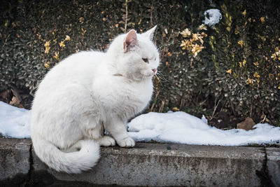 White cat in snow