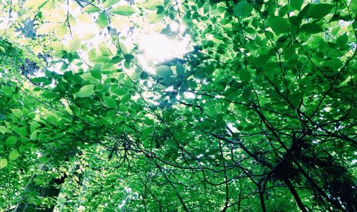 Low angle view of tree