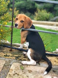 Dog looking away while sitting outdoors