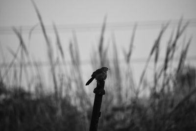 Close-up of a bird on land