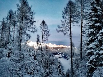 Trees in forest during winter