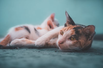 Close-up of cat resting