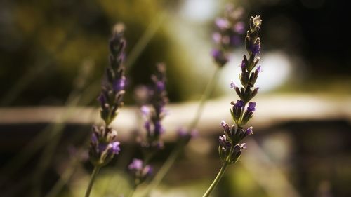 Close-up of purple flowering plant on field