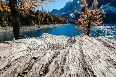 Alpine lake shore basking in autumn colors