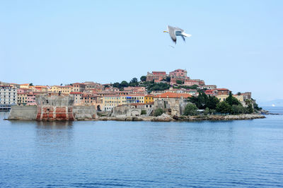 Seagull flying over sea against buildings