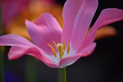 Close-up of flower blooming outdoors