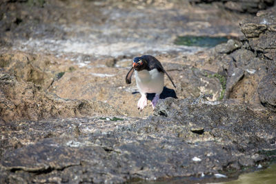 View of bird on rock