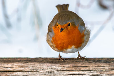 Close-up of bird perching on wood