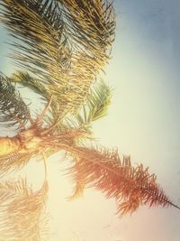 Low angle view of palm trees against sky