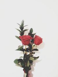 Close-up of red flowers against white background