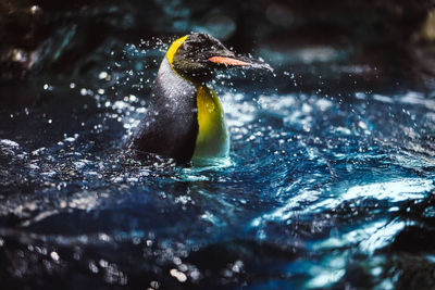 Close-up of bird swimming in water