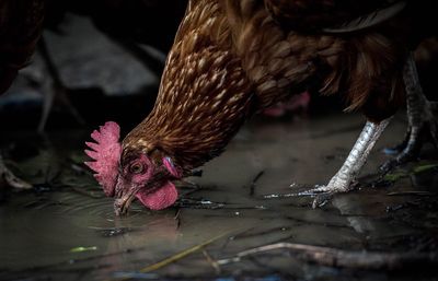 Close-up of chicken drinking water from puddle