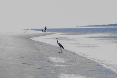 View of seagulls on beach