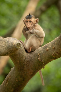 Baby long-tailed macaque on branch moving paws