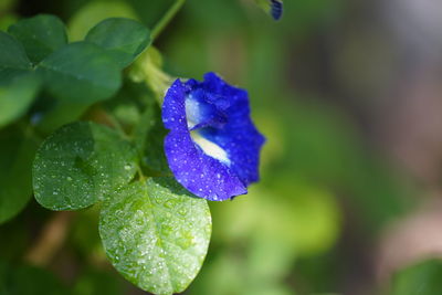 Close-up of wet purple flower